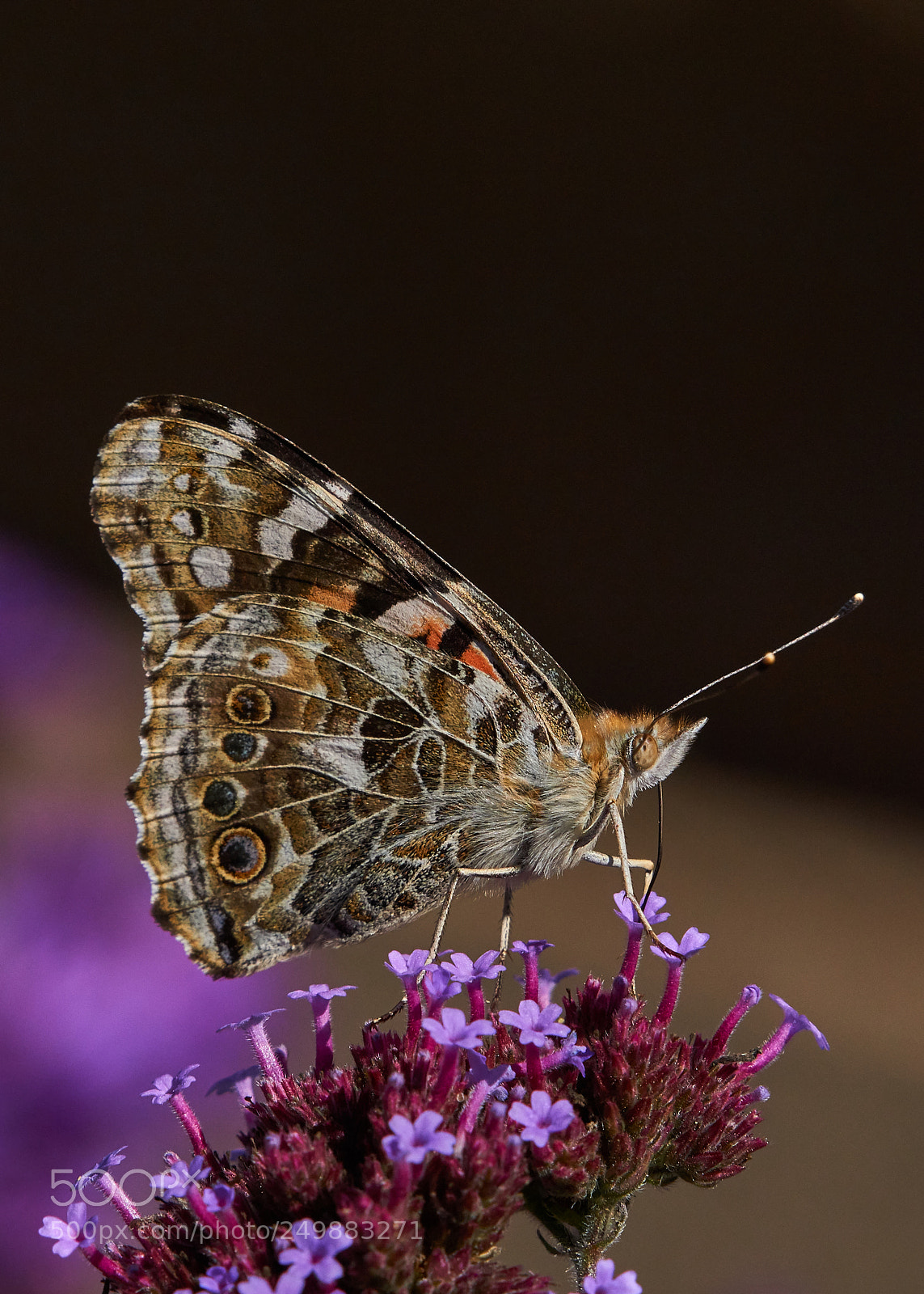 Sony a6000 sample photo. Painted lady photography