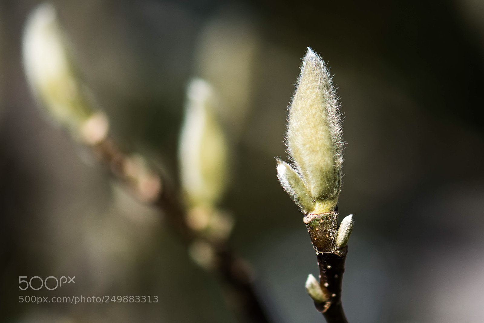 Nikon D7200 sample photo. Spring photography