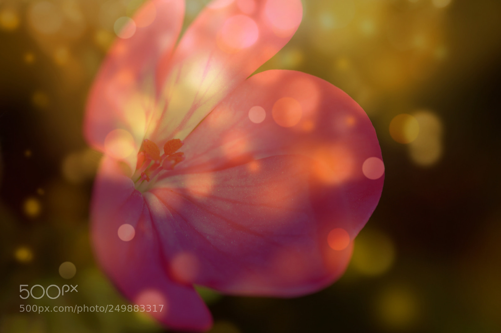 Nikon D3200 sample photo. Bokeh    flower photography
