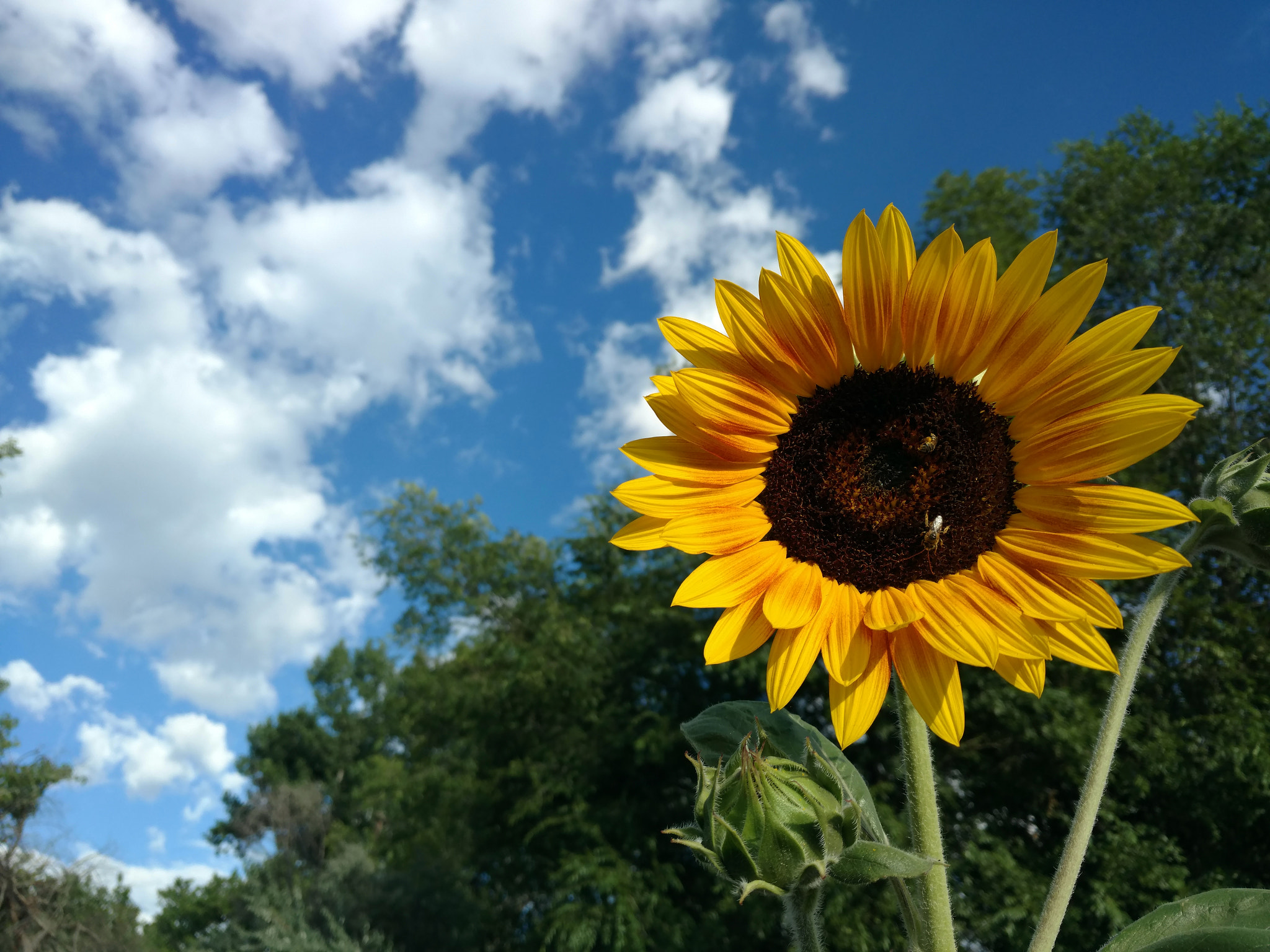 Motorola DROID Turbo 2 sample photo. Sunflower photography