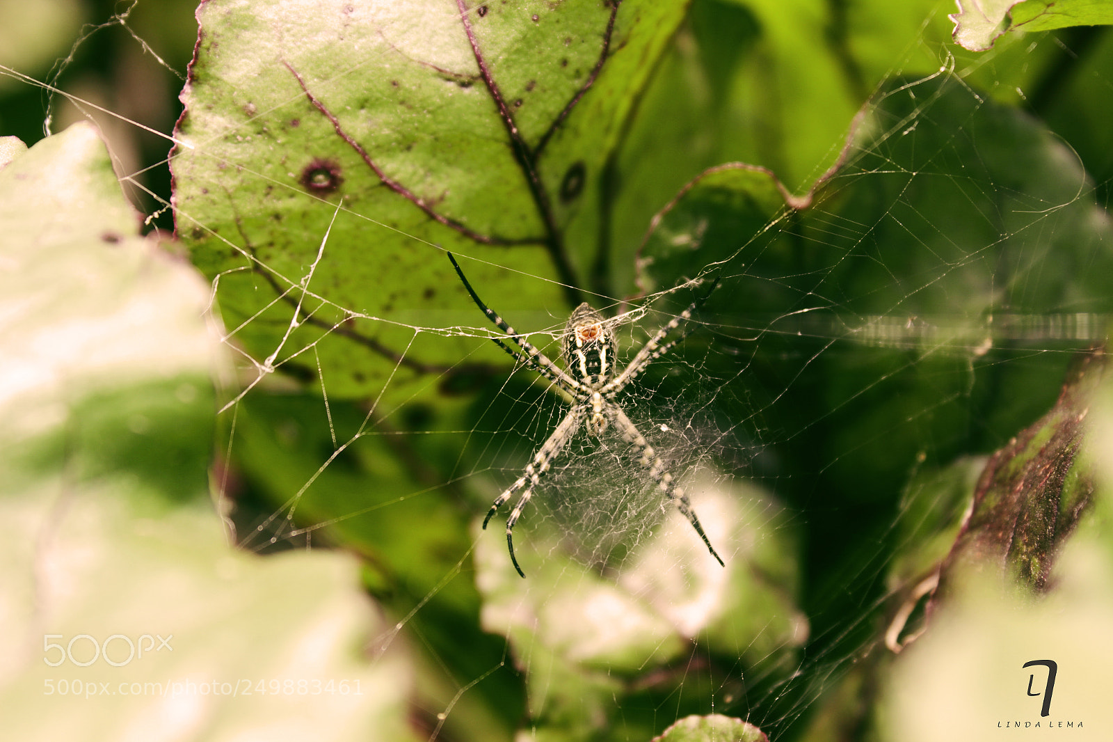 Canon EOS 1200D (EOS Rebel T5 / EOS Kiss X70 / EOS Hi) sample photo. Spider photography