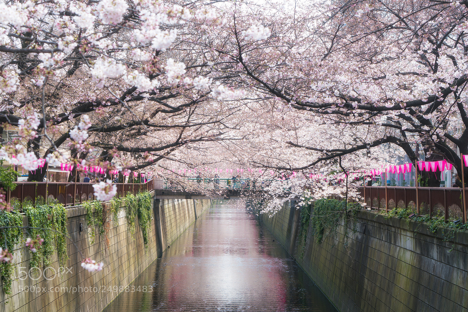 Sony a7R II sample photo. Cherry blossom lined meguro photography
