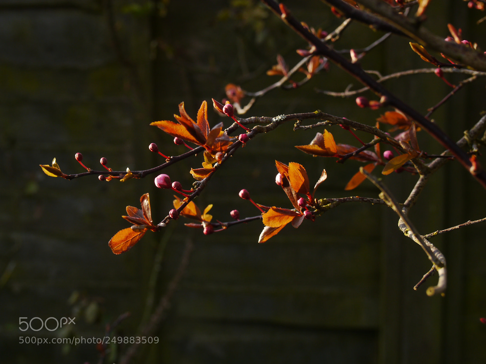 Panasonic Lumix DMC-G5 sample photo. New life photography