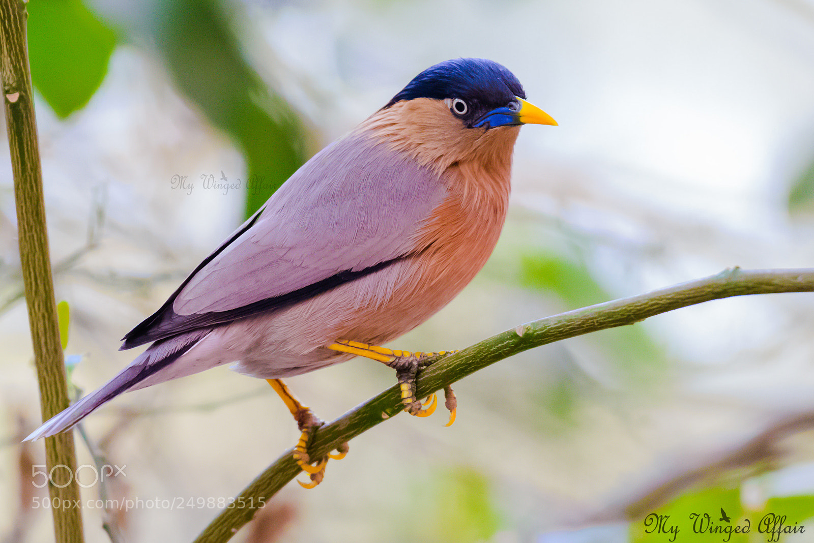 Nikon D610 sample photo. Brahminy myna aka brahminy photography
