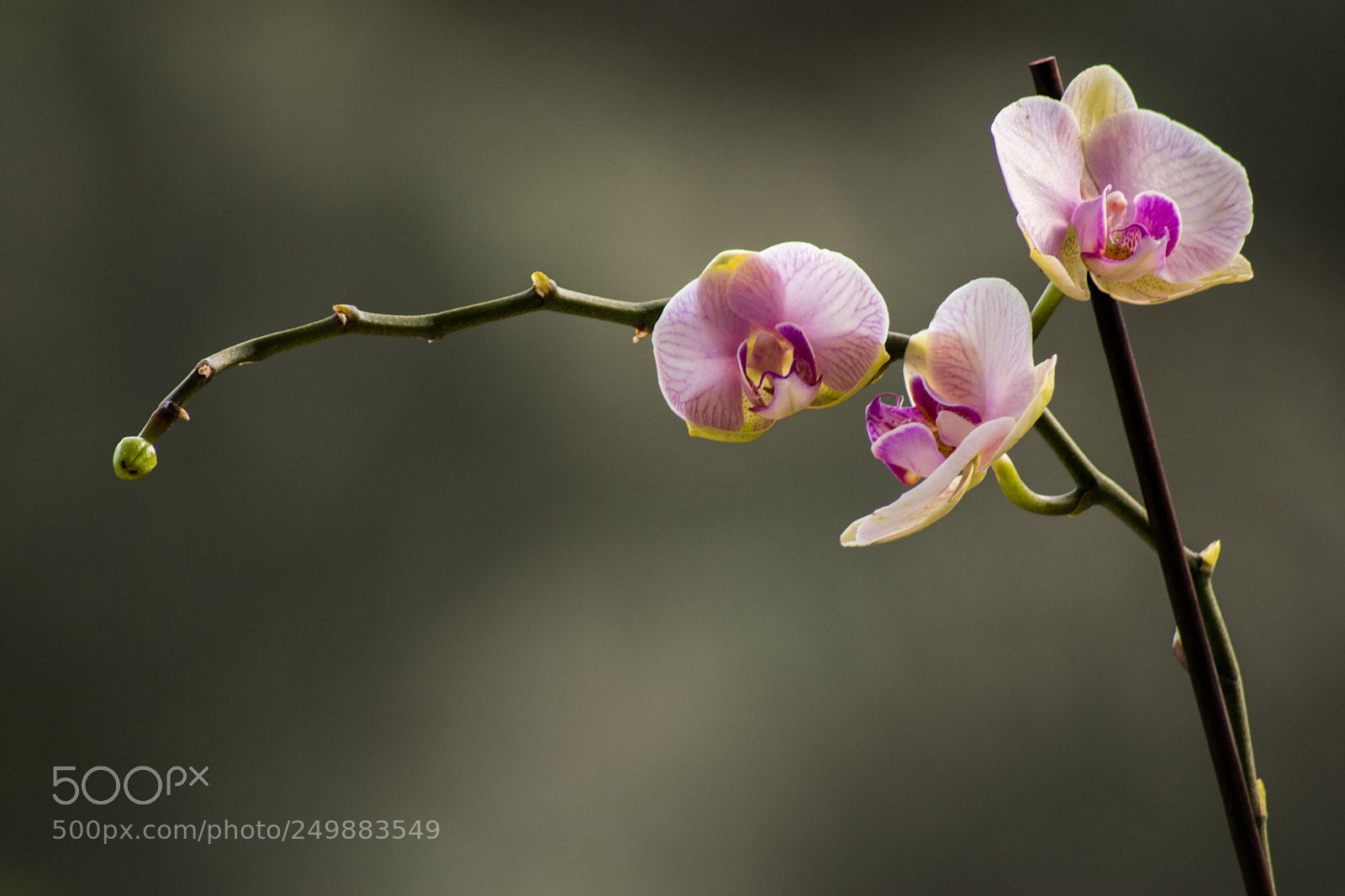 Nikon D3300 sample photo. Orchidea photography