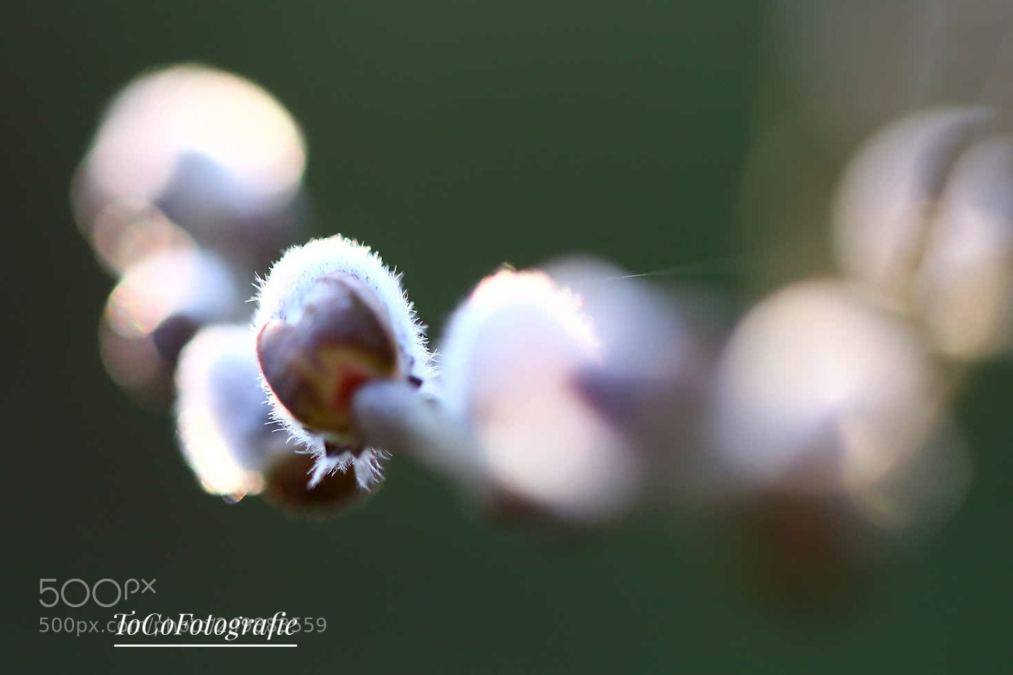 Canon EOS 80D sample photo. Untitled photography