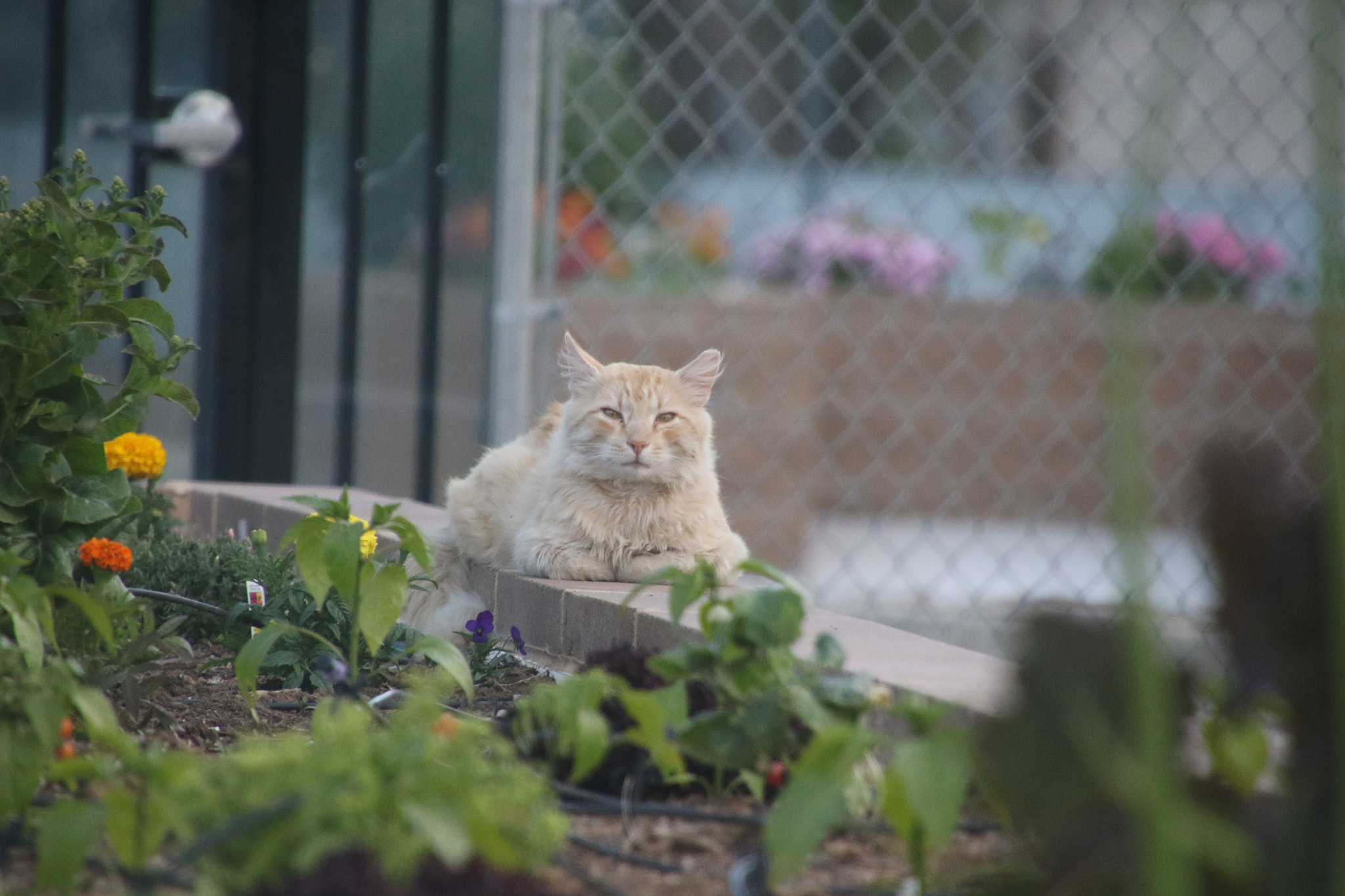 Canon EOS 7D Mark II sample photo. Da photography