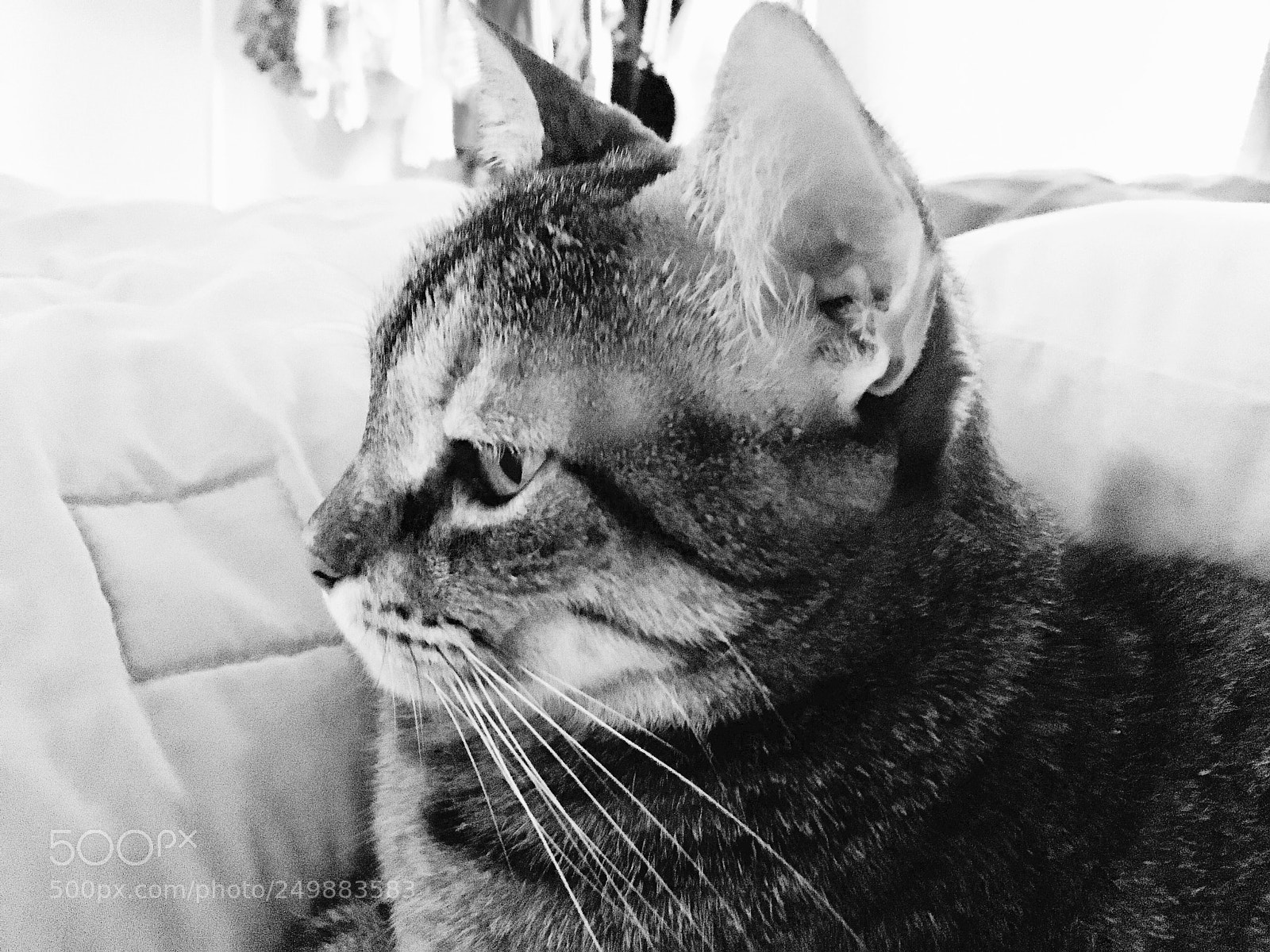 Apple iPhone SE sample photo. Nina photography