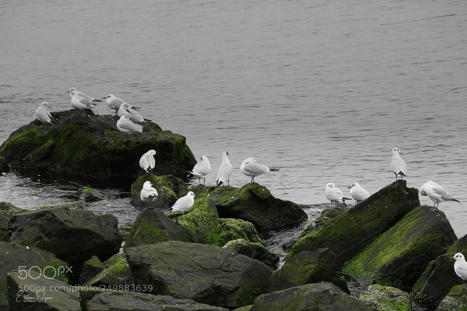 Canon EOS 7D Mark II sample photo. Green rocks photography