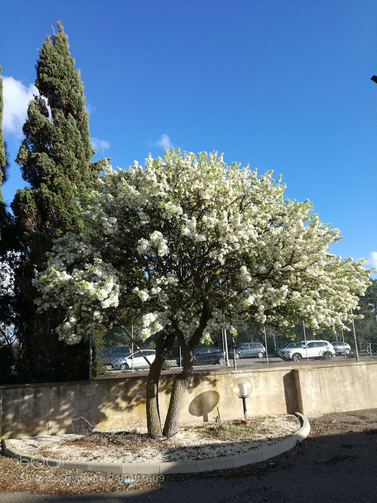 HUAWEI P9 LITE sample photo. Perastro in fiore photography