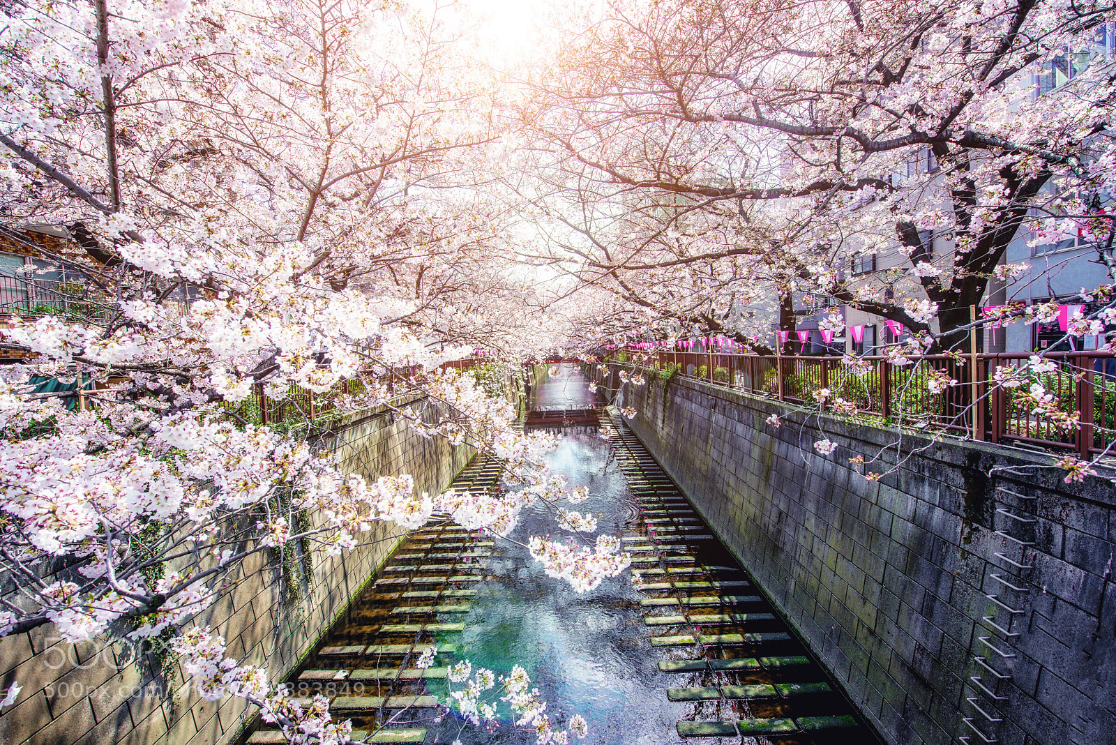 Nikon D800 sample photo. Cherry blossom lined meguro photography