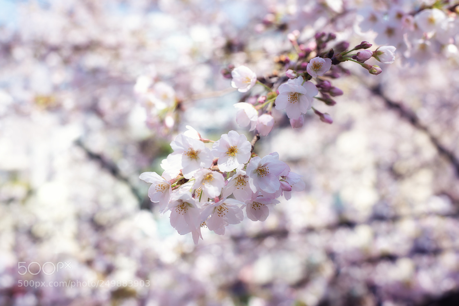 Nikon D800 sample photo. Sakura or cherry blossom photography