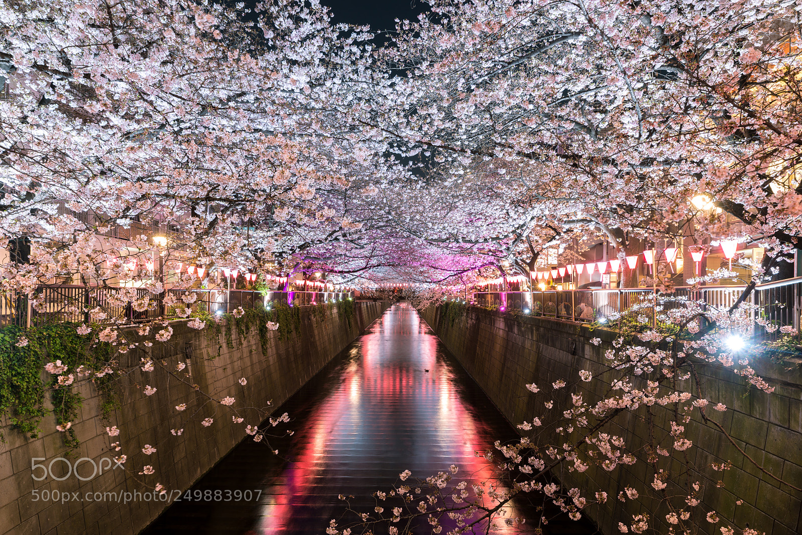 Nikon D800 sample photo. Cherry blossom lined meguro photography