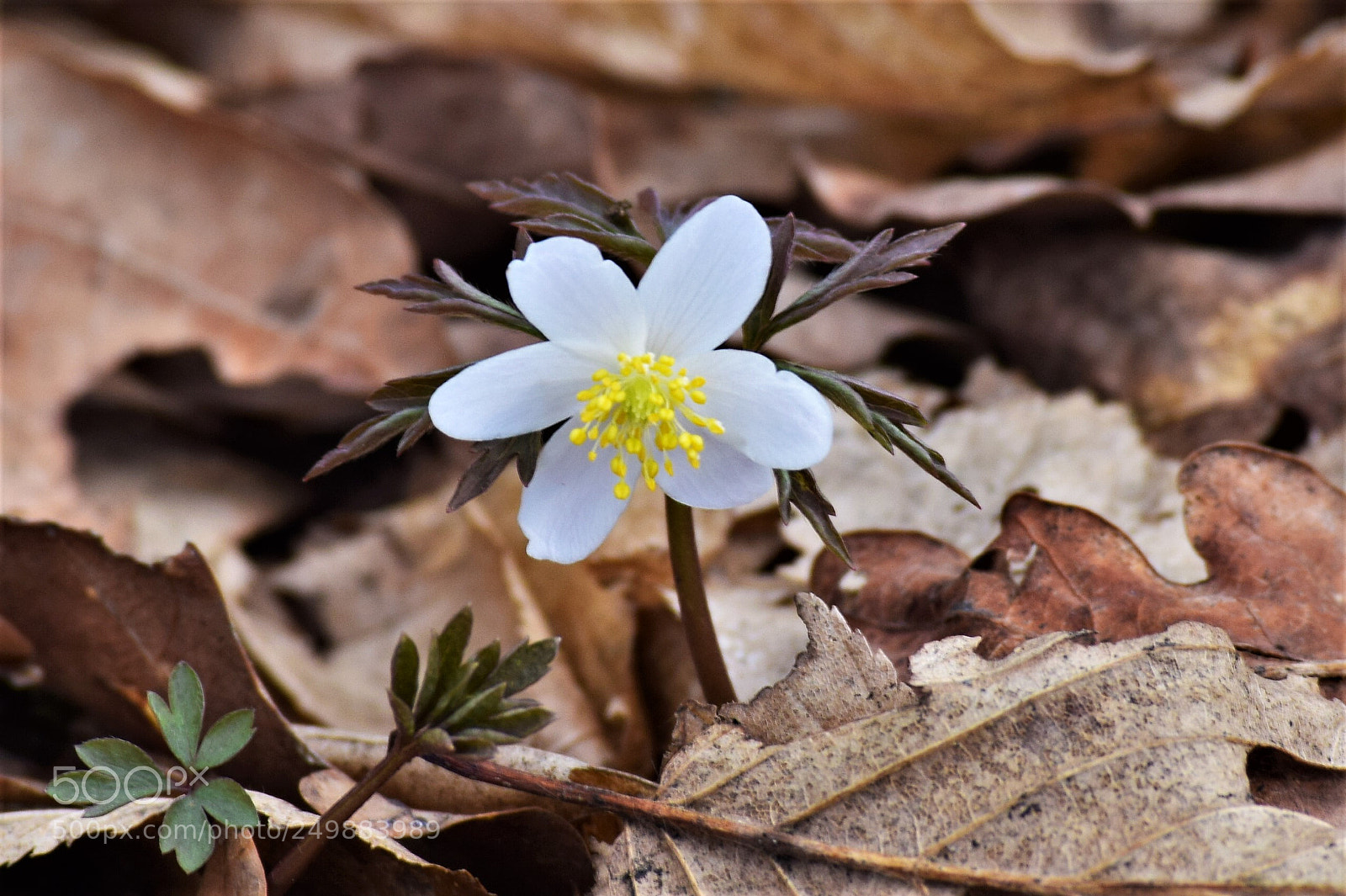 Nikon D3300 sample photo. Little white flower photography