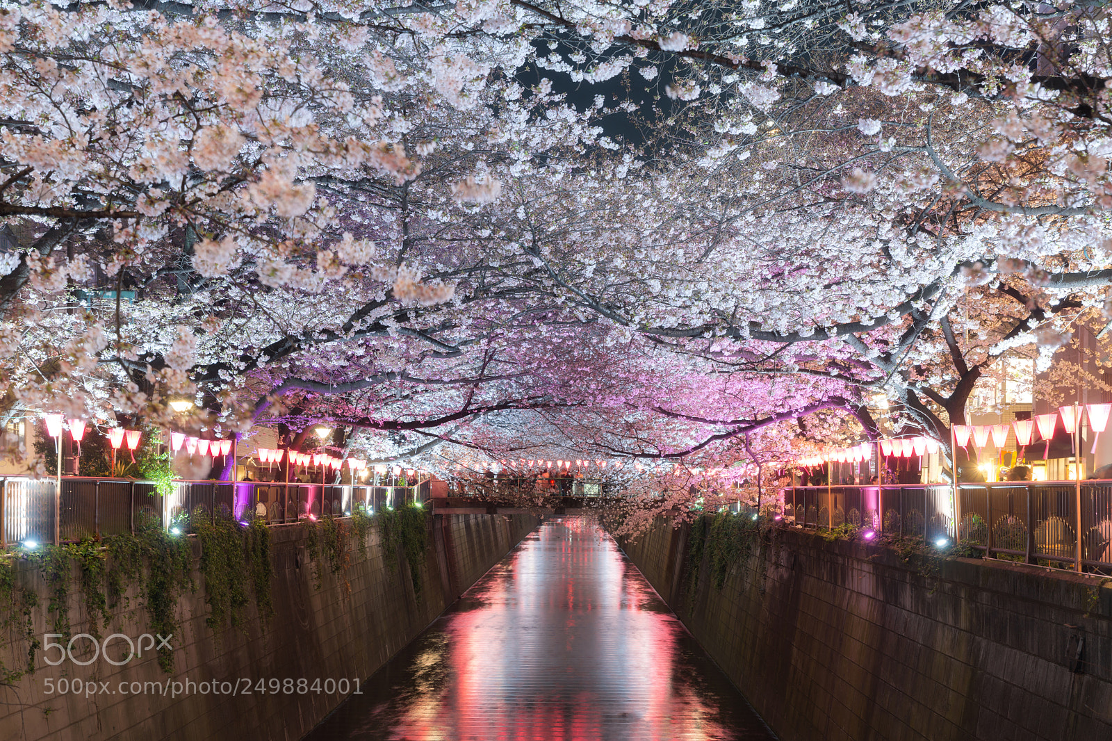 Nikon D800 sample photo. Cherry blossom lined meguro photography