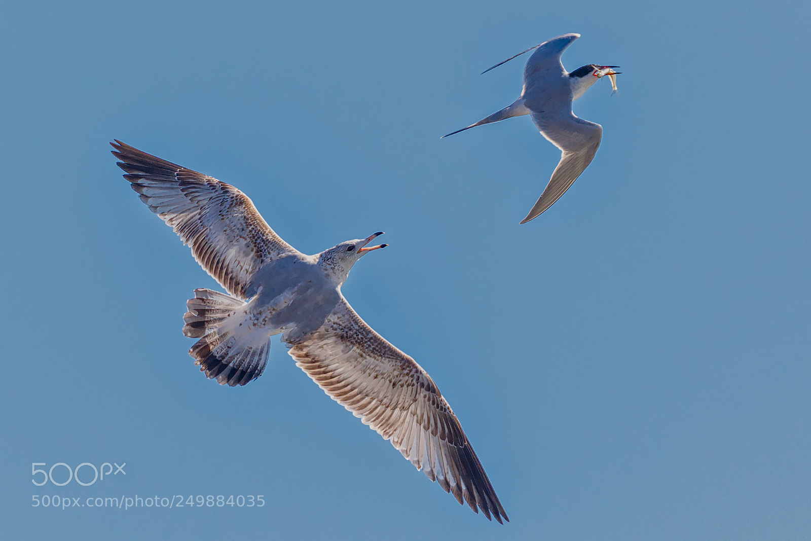 Canon EOS 7D Mark II sample photo. Mid-air pursuit photography