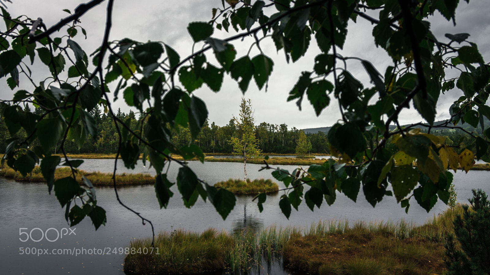 Nikon D5500 sample photo. Focused on tree photography