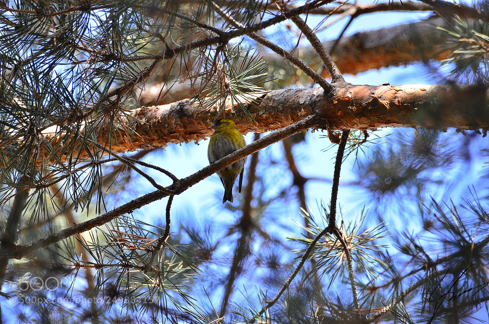 Nikon D7000 sample photo. Bird ? photography
