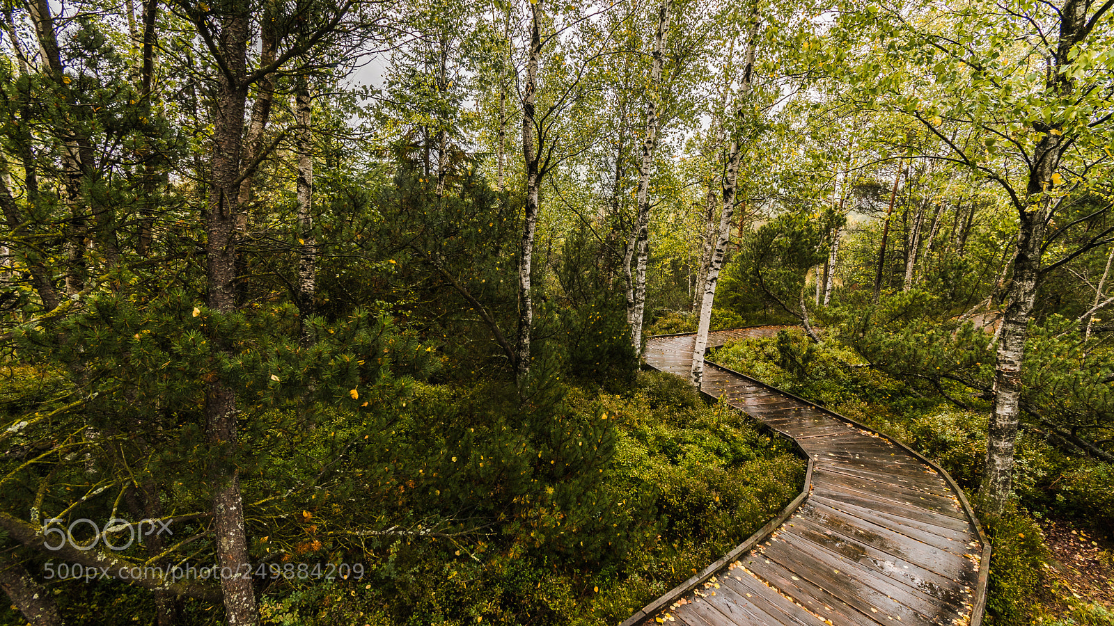 Nikon D5500 sample photo. Wooden path throught the photography
