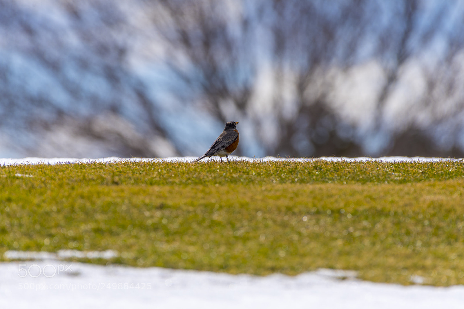 Nikon D810 sample photo. American robin (turdus migratorius) photography