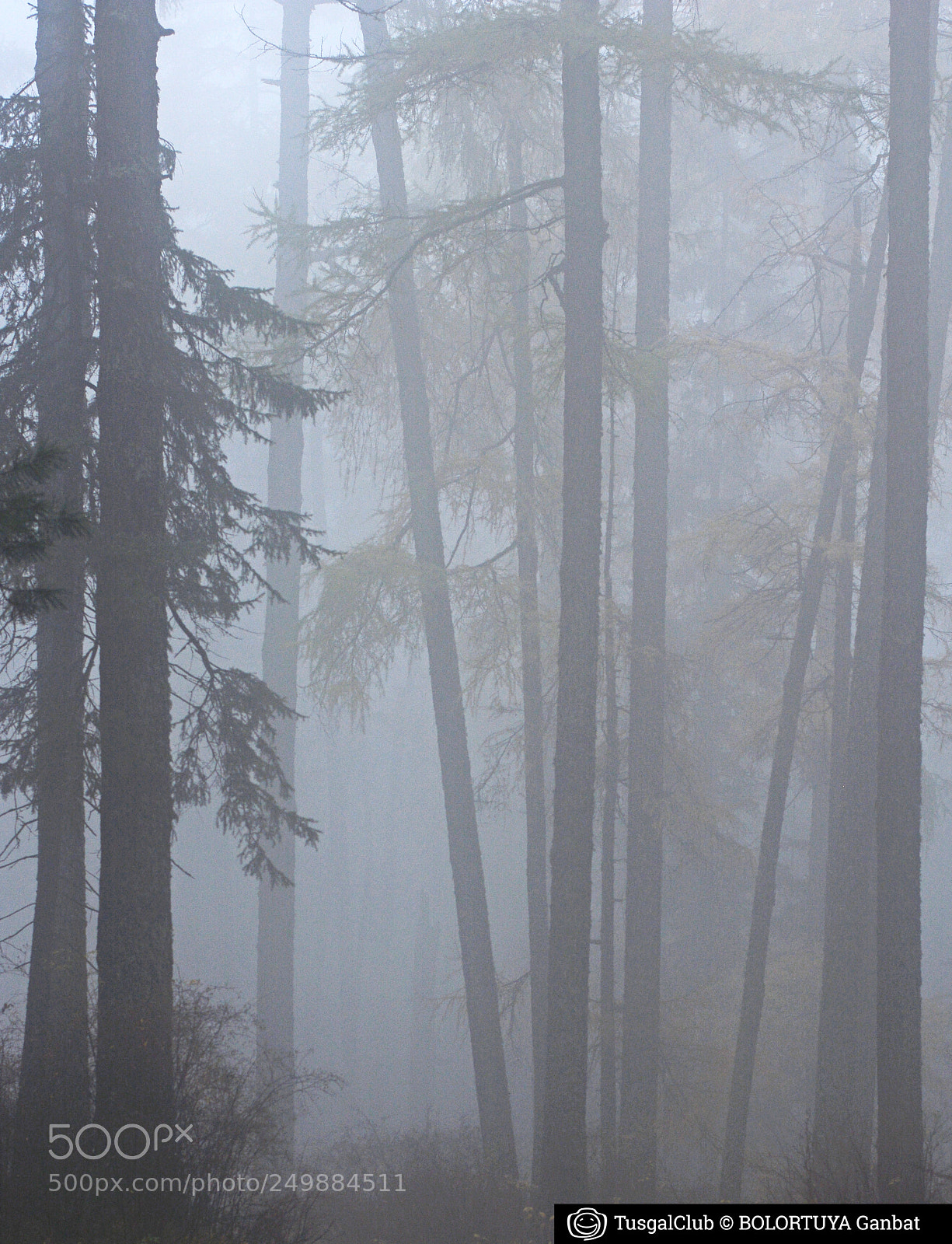 Nikon D5200 sample photo. Silence of foggy forest ... photography