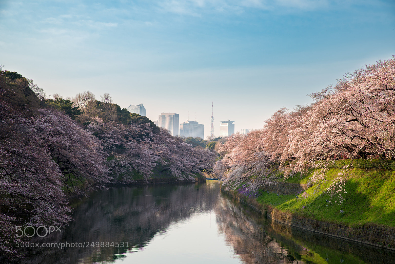 Nikon D800 sample photo. View of massive cherry photography