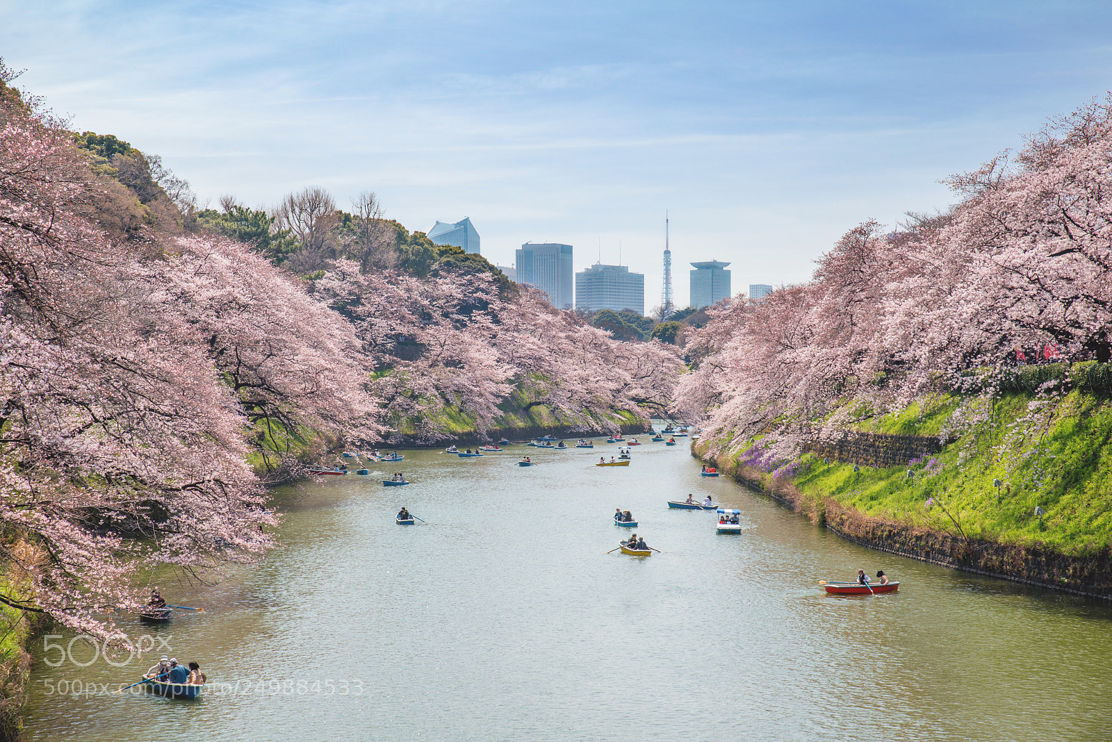 Nikon D800 sample photo. View of massive cherry photography