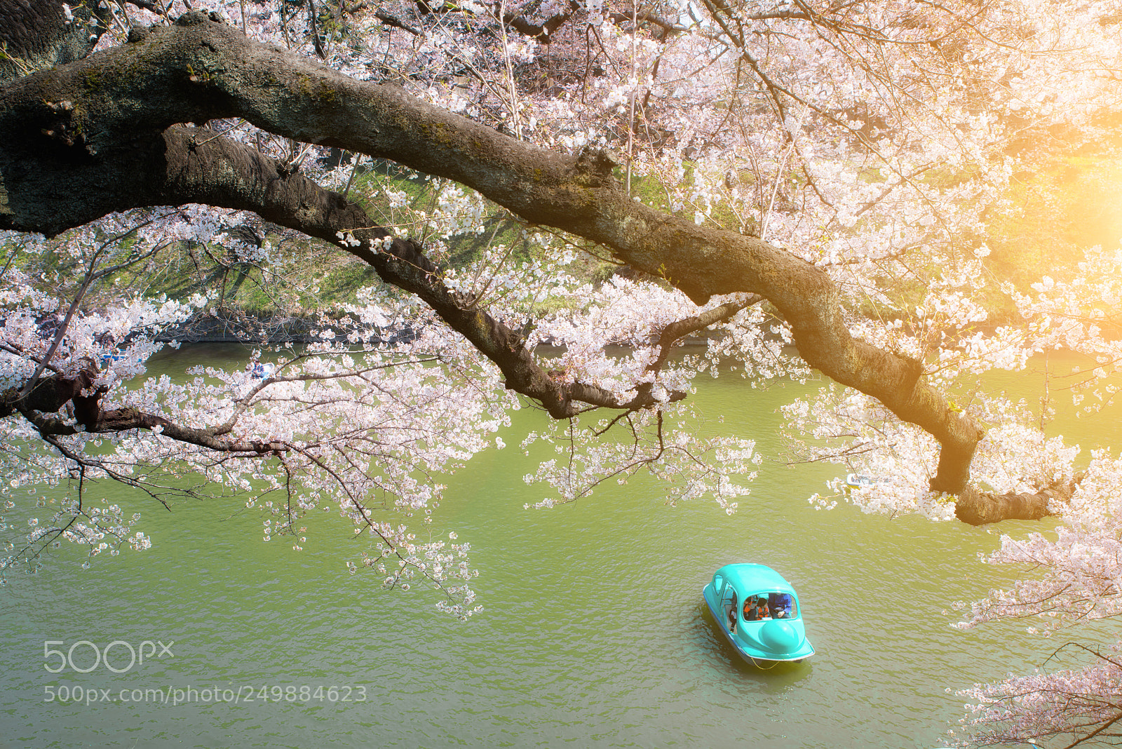 Nikon D800 sample photo. Tokyo cherry blossom, japan photography