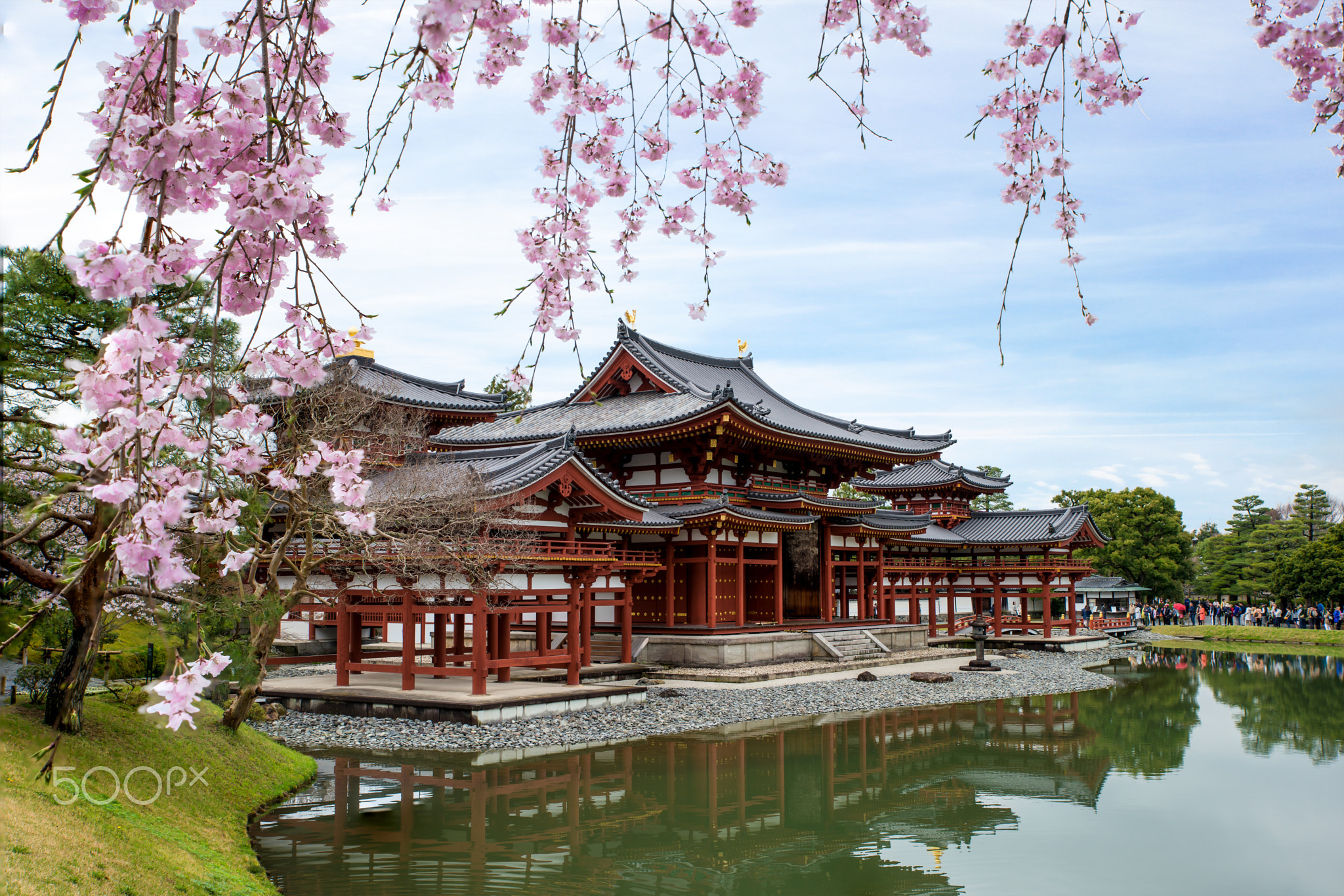 Byodo-in Temple in Uji, Kyoto, Japan during spring. Cherry bloss