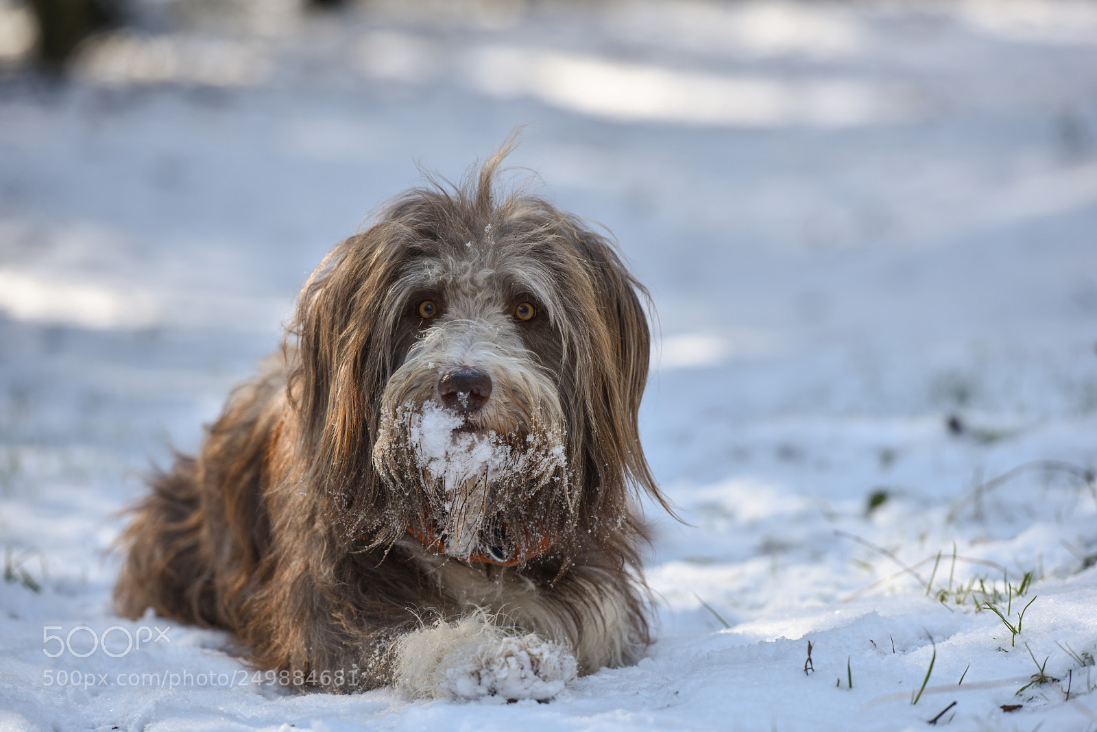 Nikon D810 sample photo. Beast from the east photography