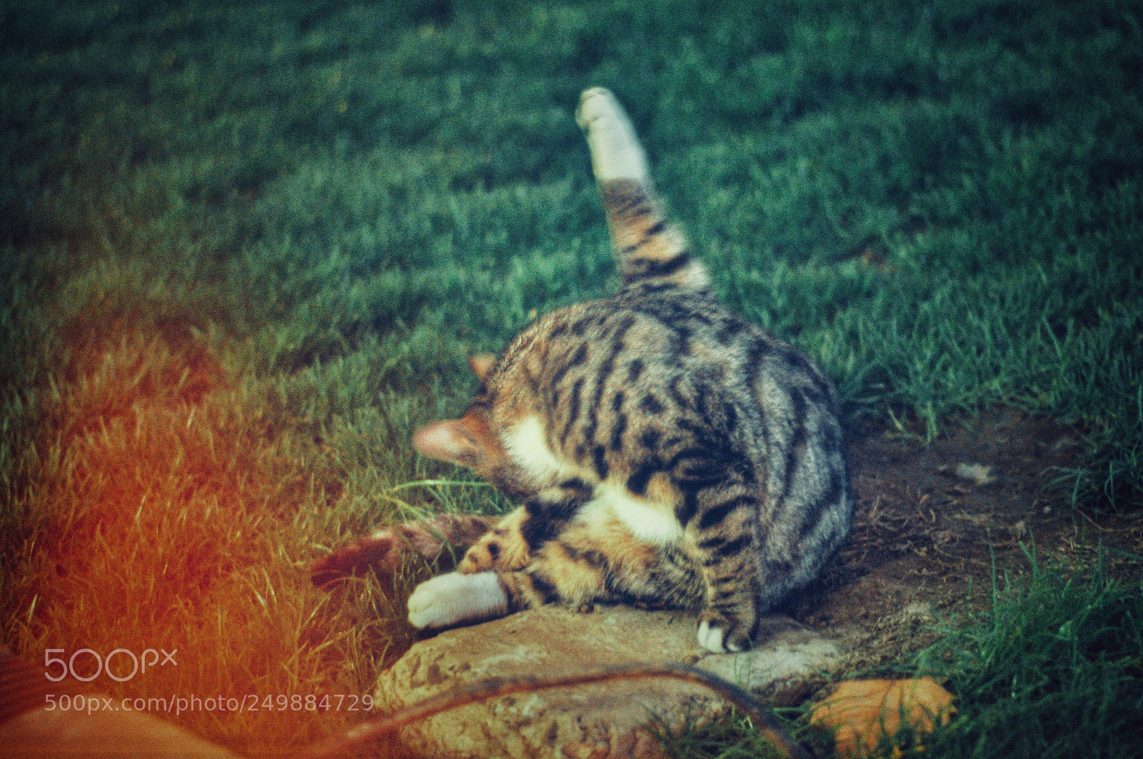 Nikon D90 sample photo. 猫咪 photography