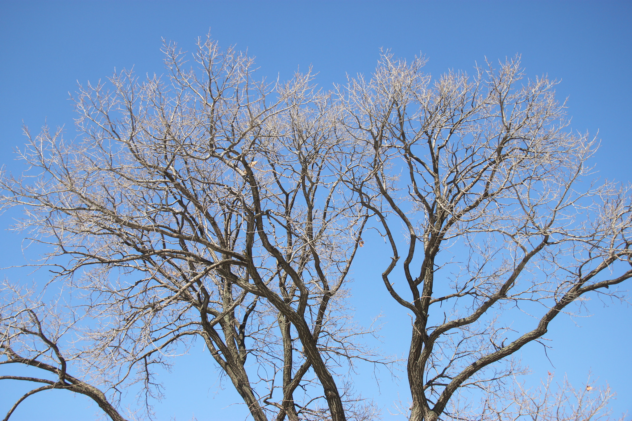 Canon EOS 500D (EOS Rebel T1i / EOS Kiss X3) sample photo. Dry tree on boue sky photography