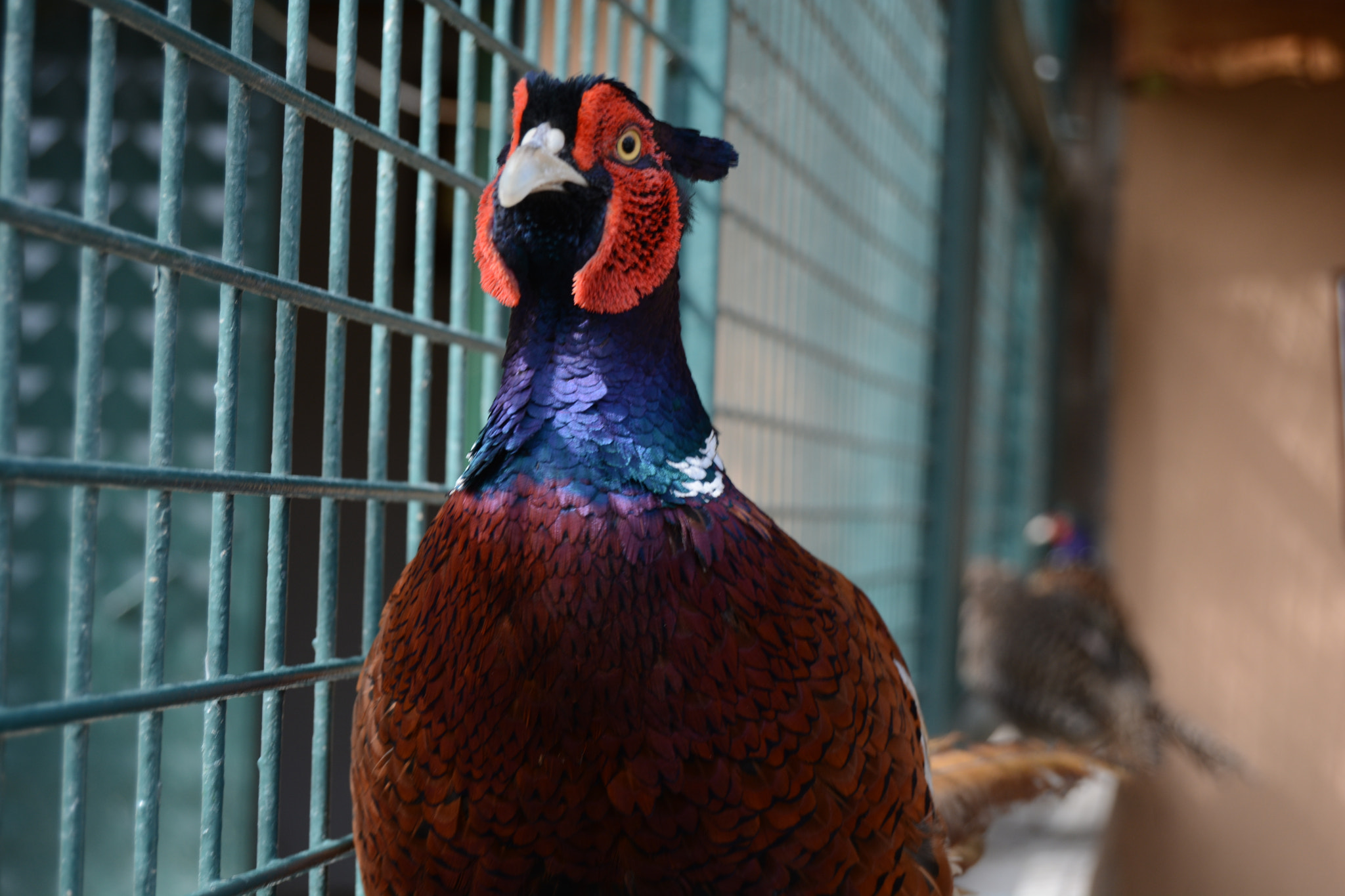 Nikon D5200 sample photo