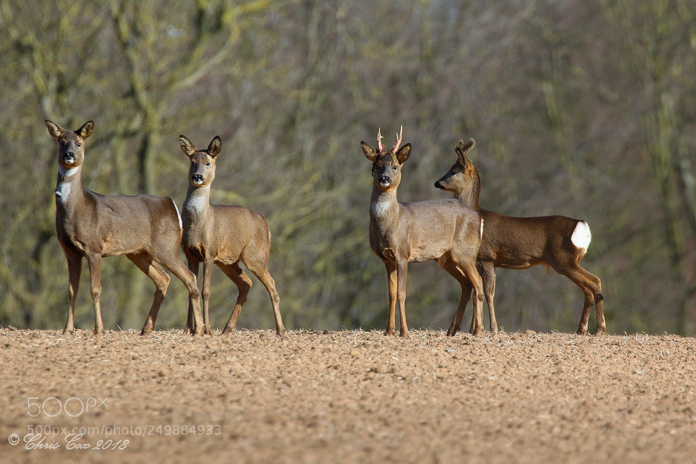 Canon EOS 7D Mark II sample photo. Roe deer photography