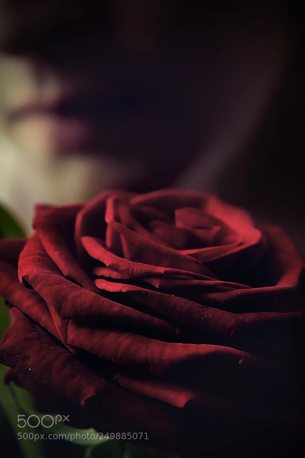 Canon EOS 30D sample photo. Of a rose photography