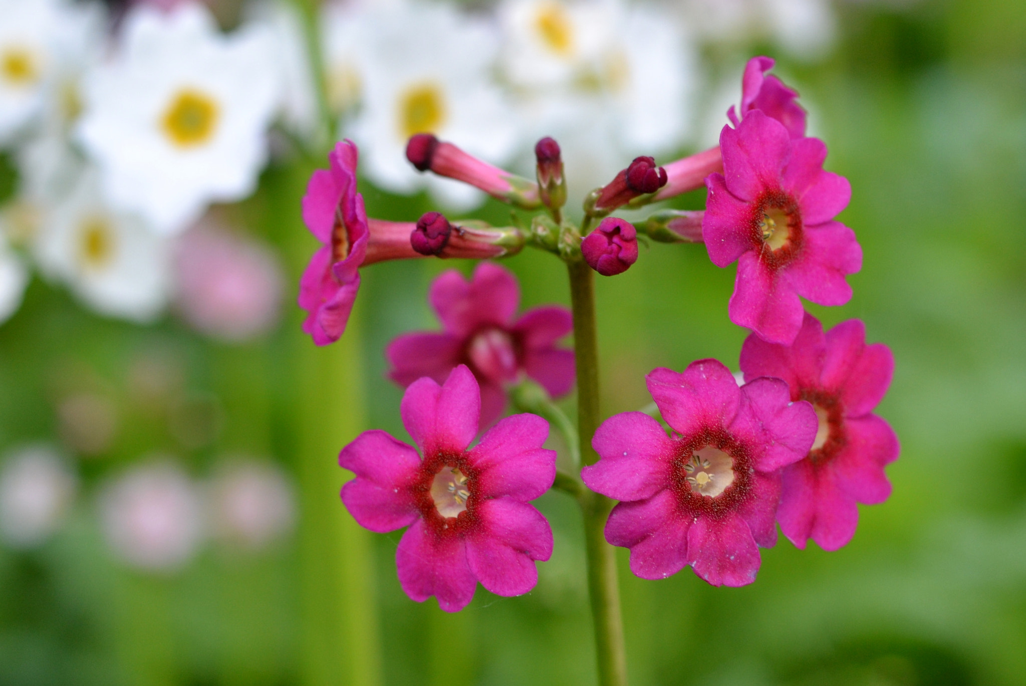 Nikon D3100 + Nikon AF-S Nikkor 50mm F1.8G sample photo. Botanical garden - sheffield photography