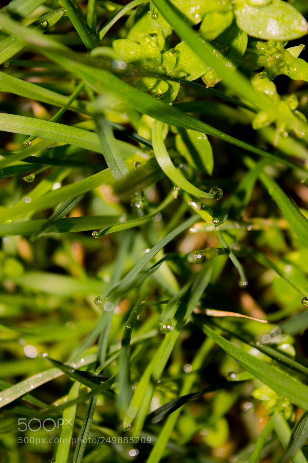 Nikon D3200 sample photo. Wet greenery photography