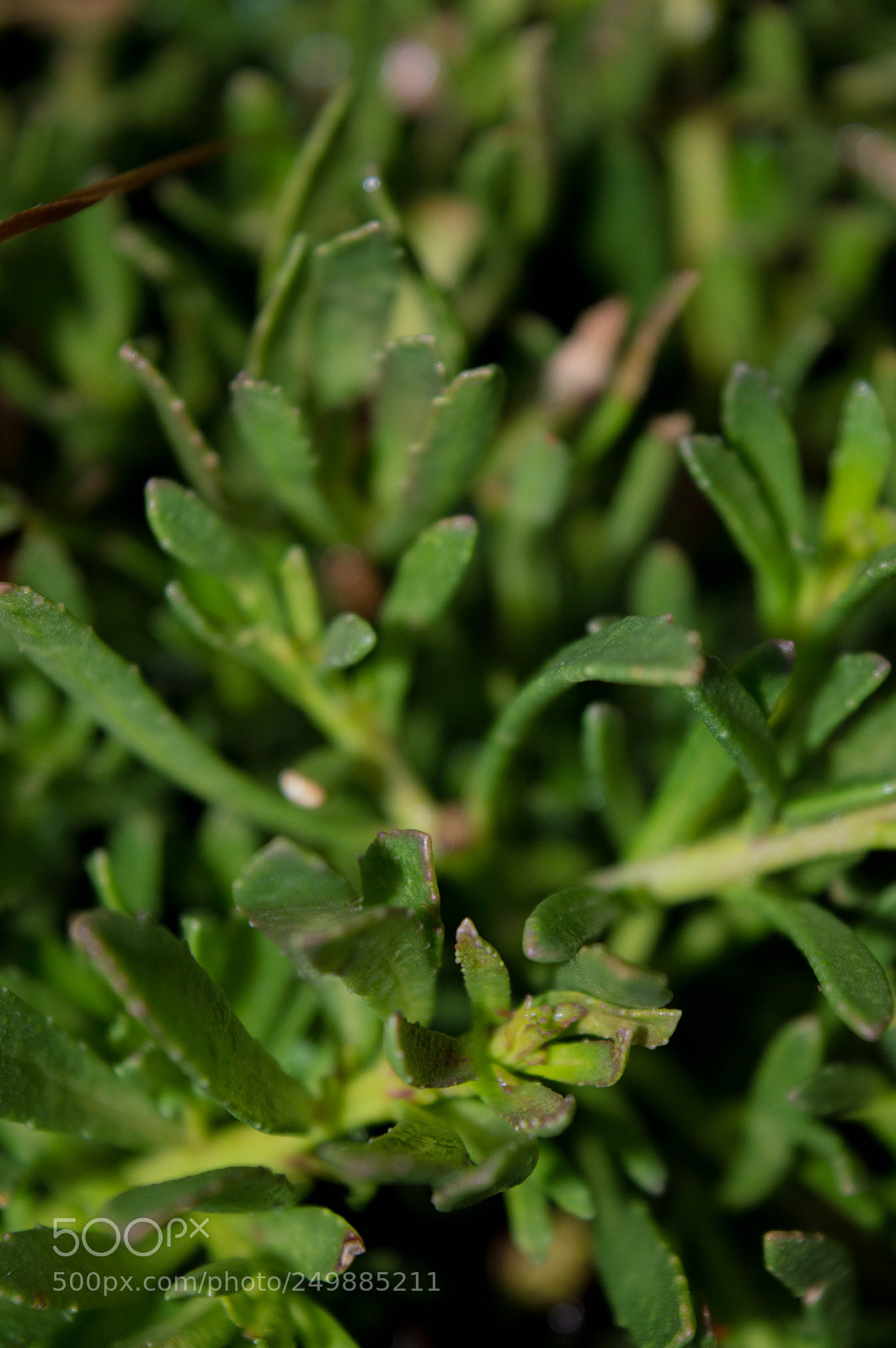 Nikon D3200 sample photo. Wet greenery photography