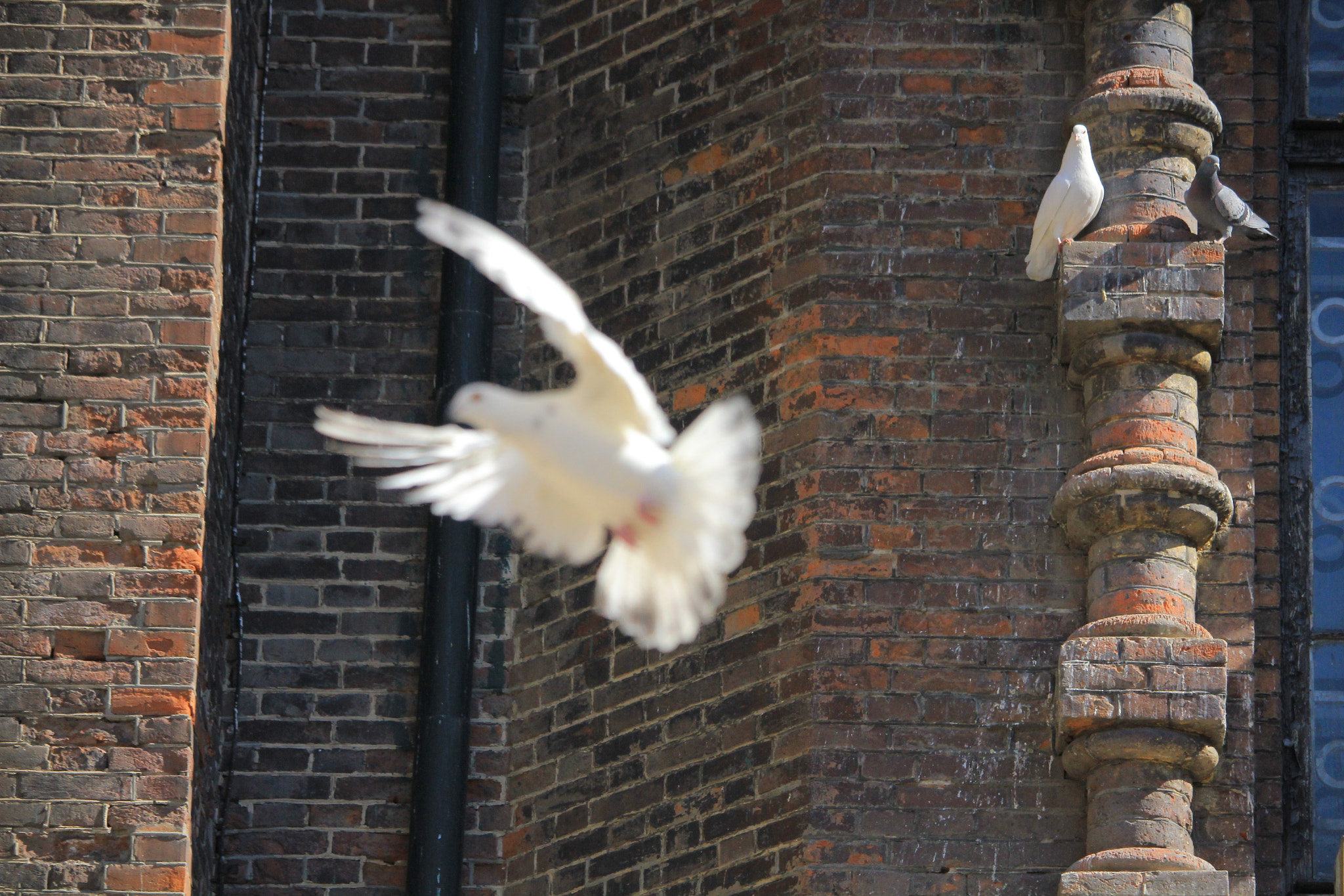 Canon EF-S 55-250mm F4-5.6 IS STM sample photo