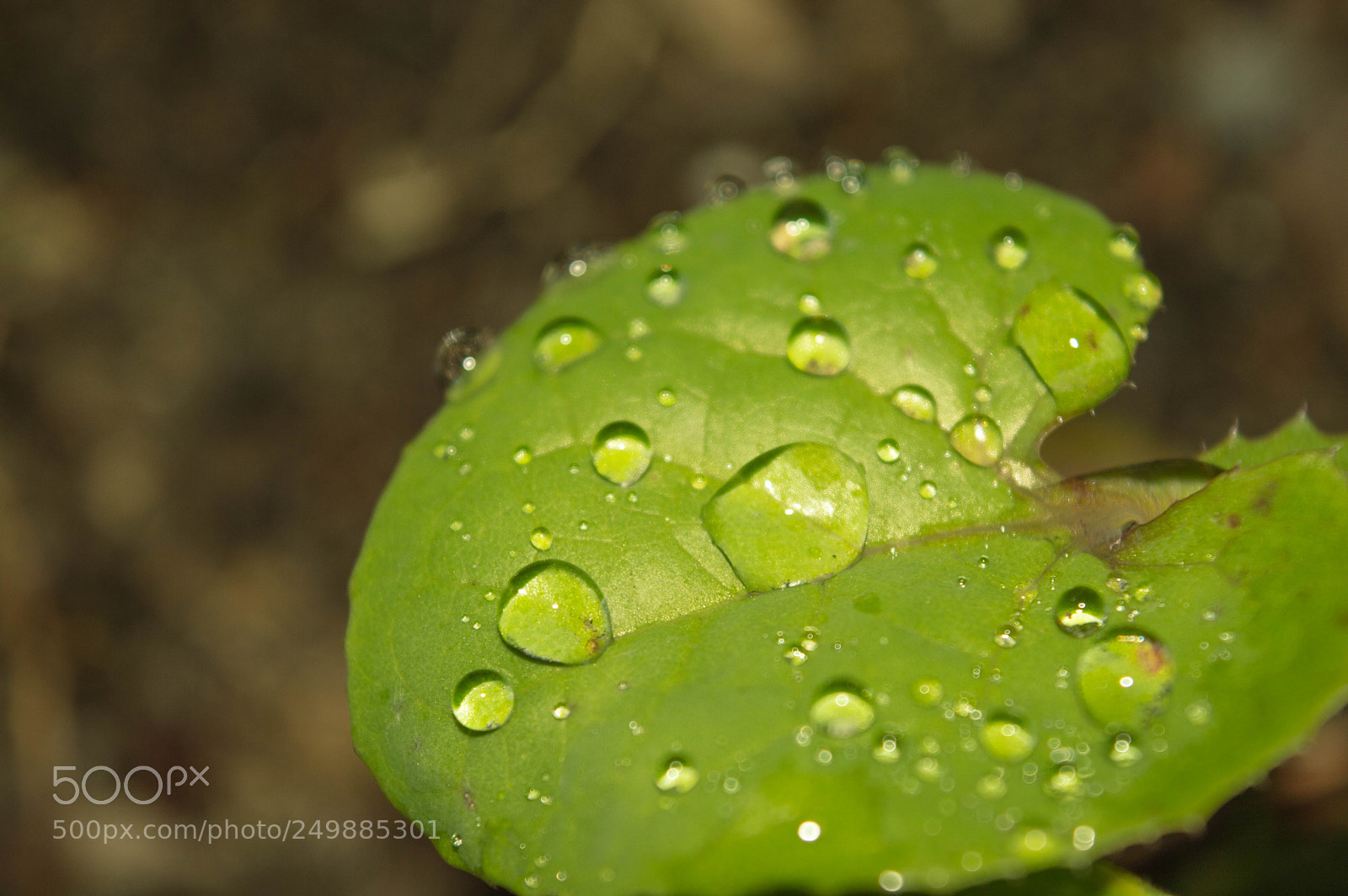 Nikon D3200 sample photo. Wet greenery photography