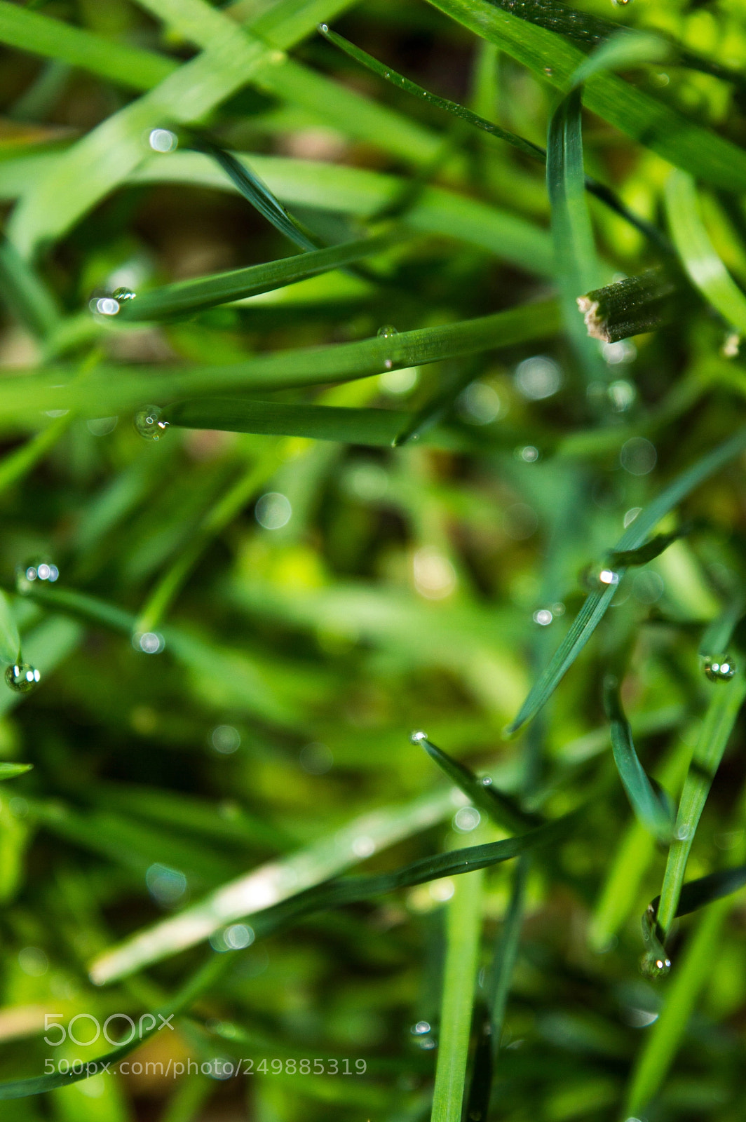 Nikon D3200 sample photo. Wet greenery photography