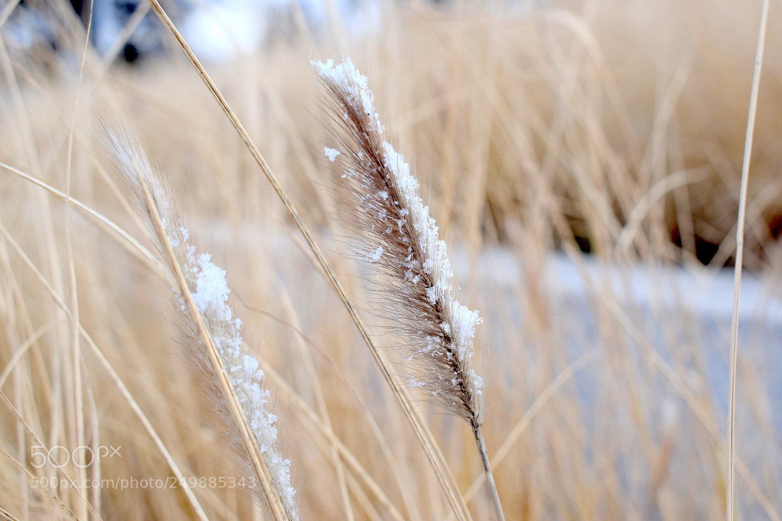 Nikon D3300 sample photo. Snowdust photography
