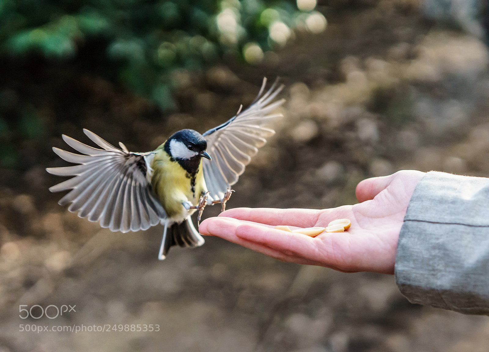 Sony a6000 sample photo. Feeding photography