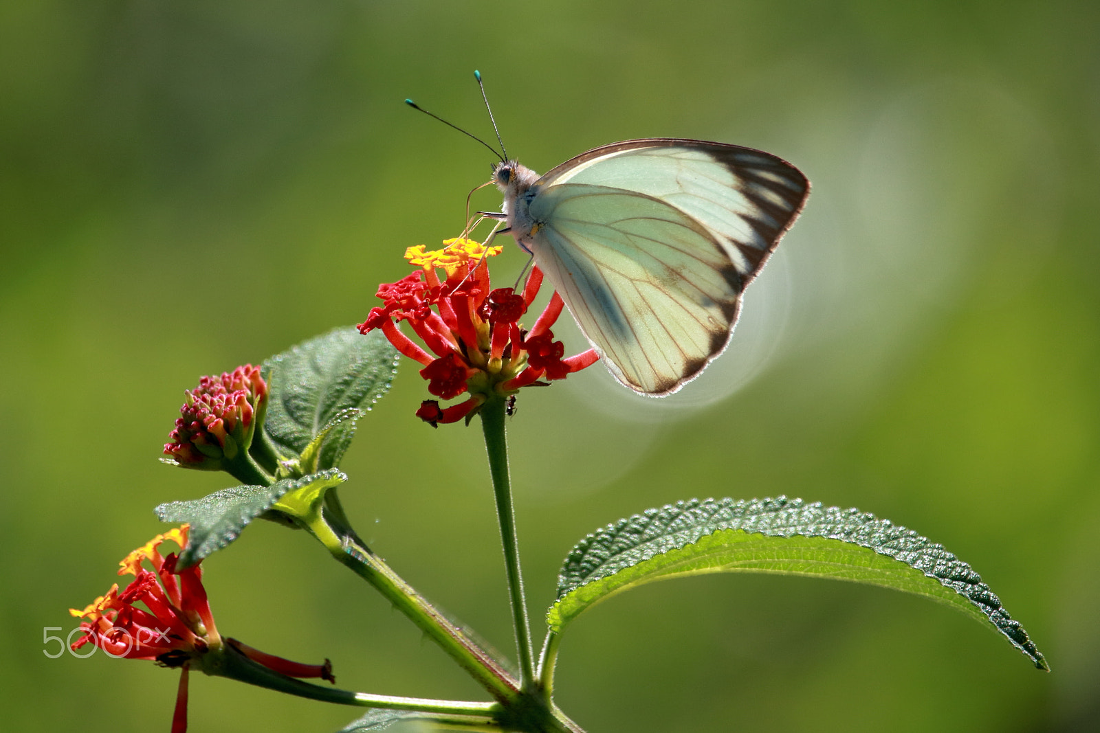 Canon EF-S 55-250mm F4-5.6 IS STM sample photo. Snack time / ascia monuste photography