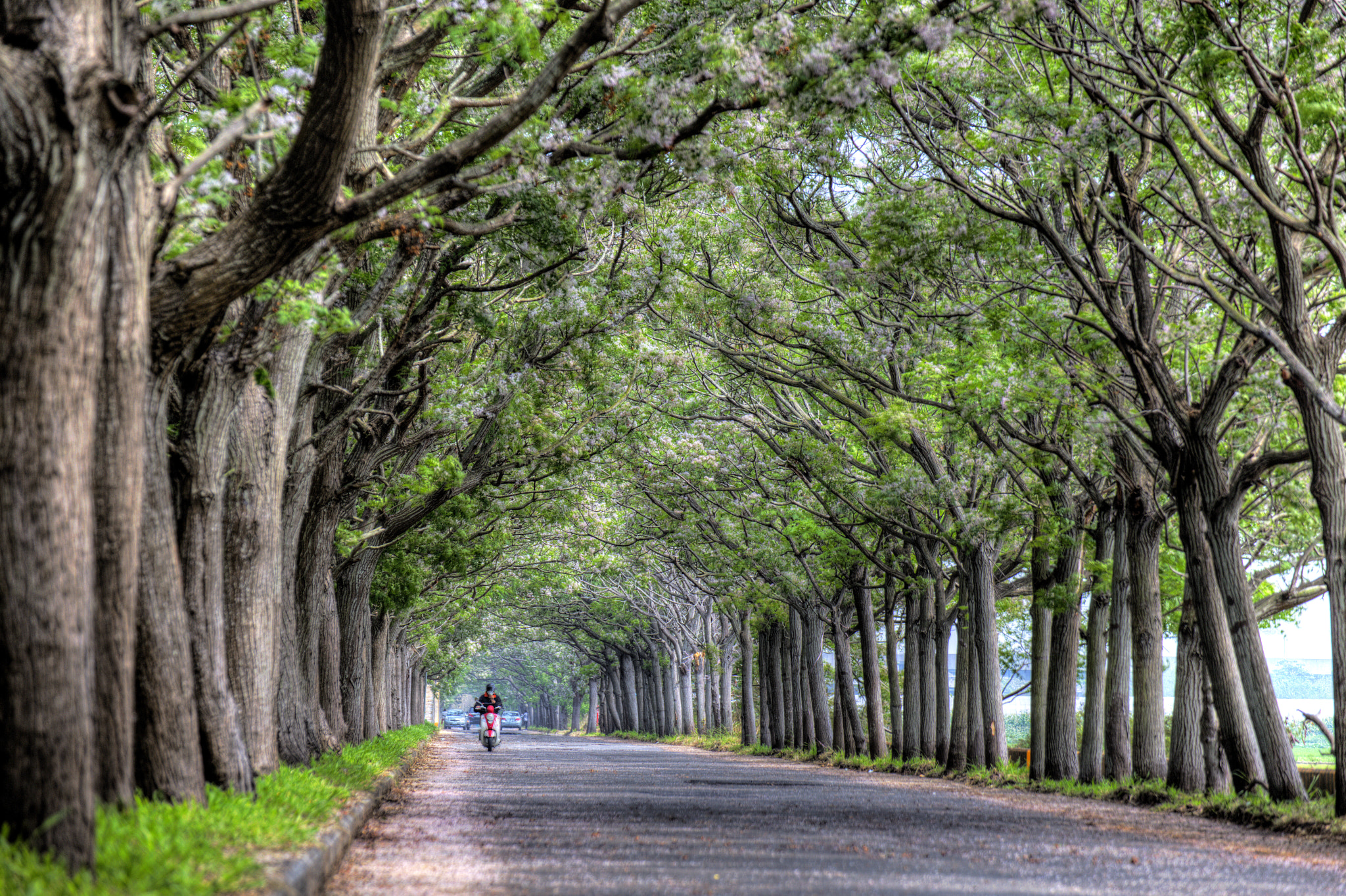 Canon EOS 6D + Tamron SP 35mm F1.8 Di VC USD sample photo. 苦楝綠隧道 photography