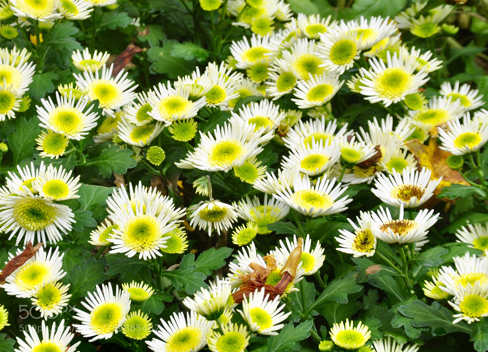 Nikon D90 sample photo. Flower photography