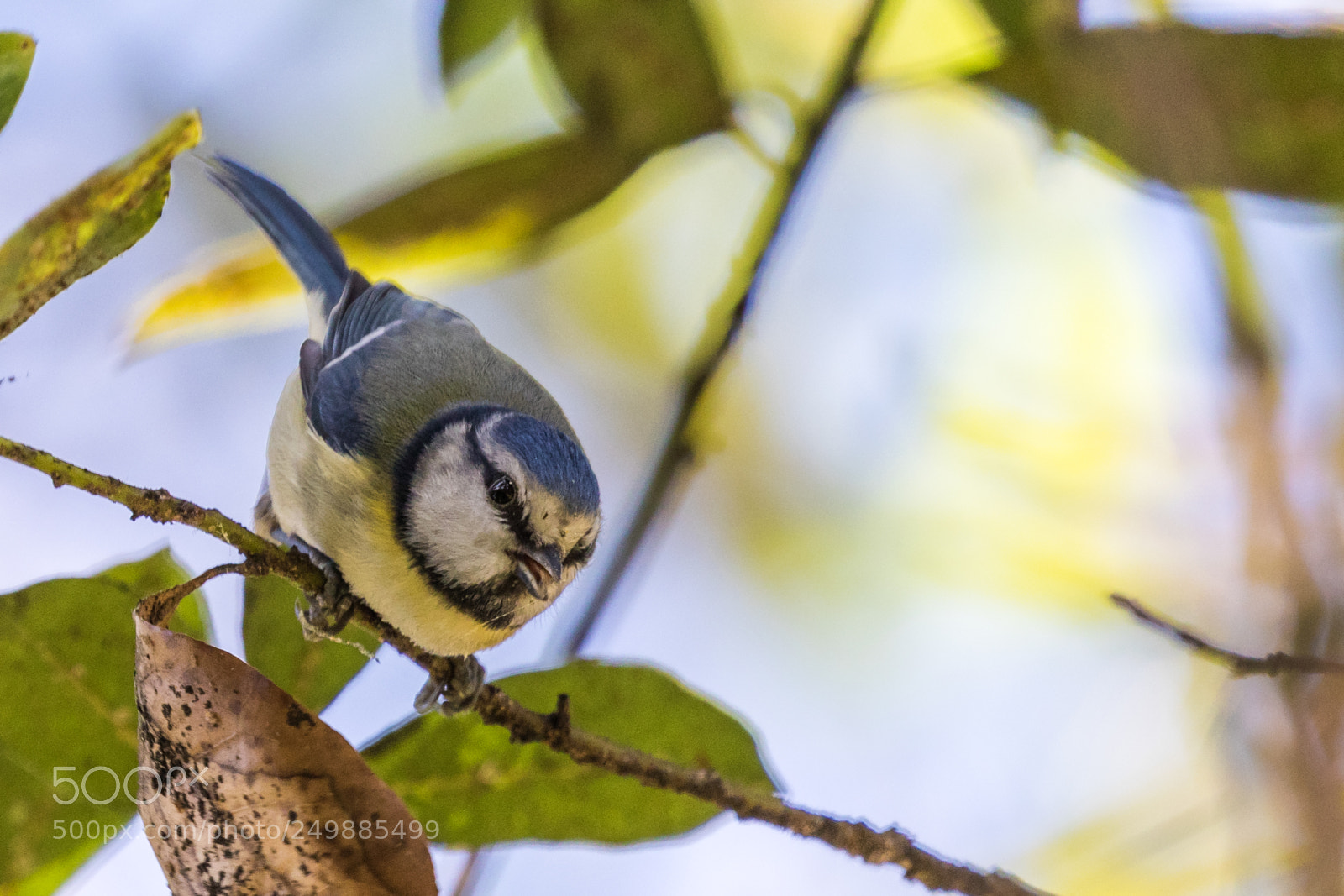 Canon EOS 7D Mark II sample photo. Eating insects photography
