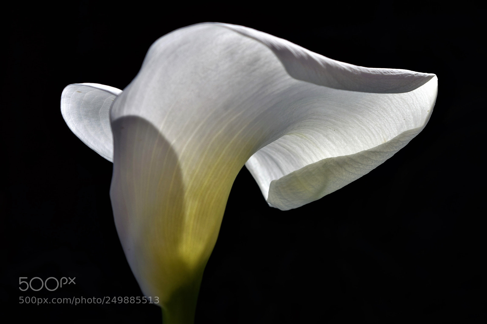 Nikon D3300 sample photo. Calla photography