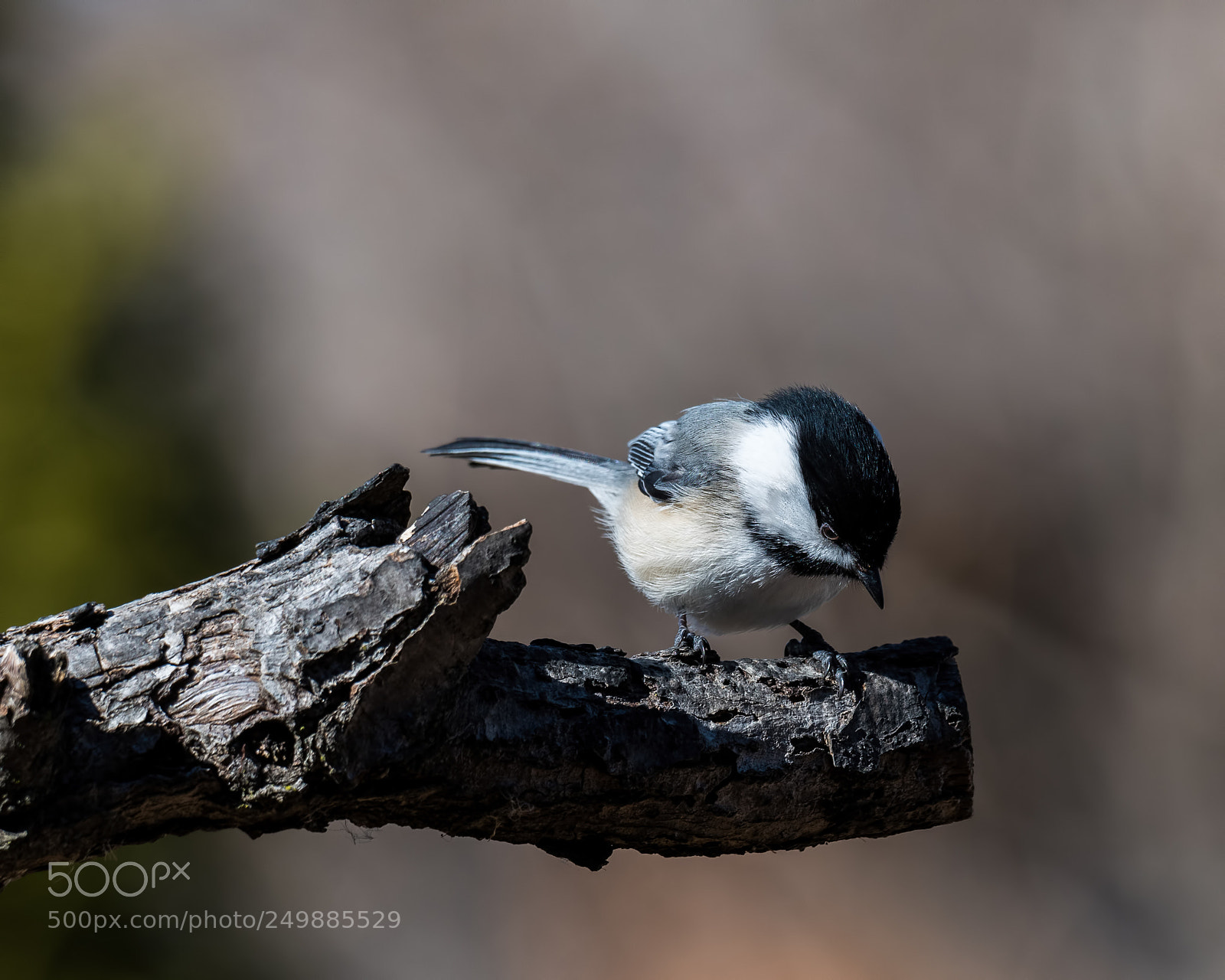 Nikon D850 sample photo. Black-capped chicadee-2 photography