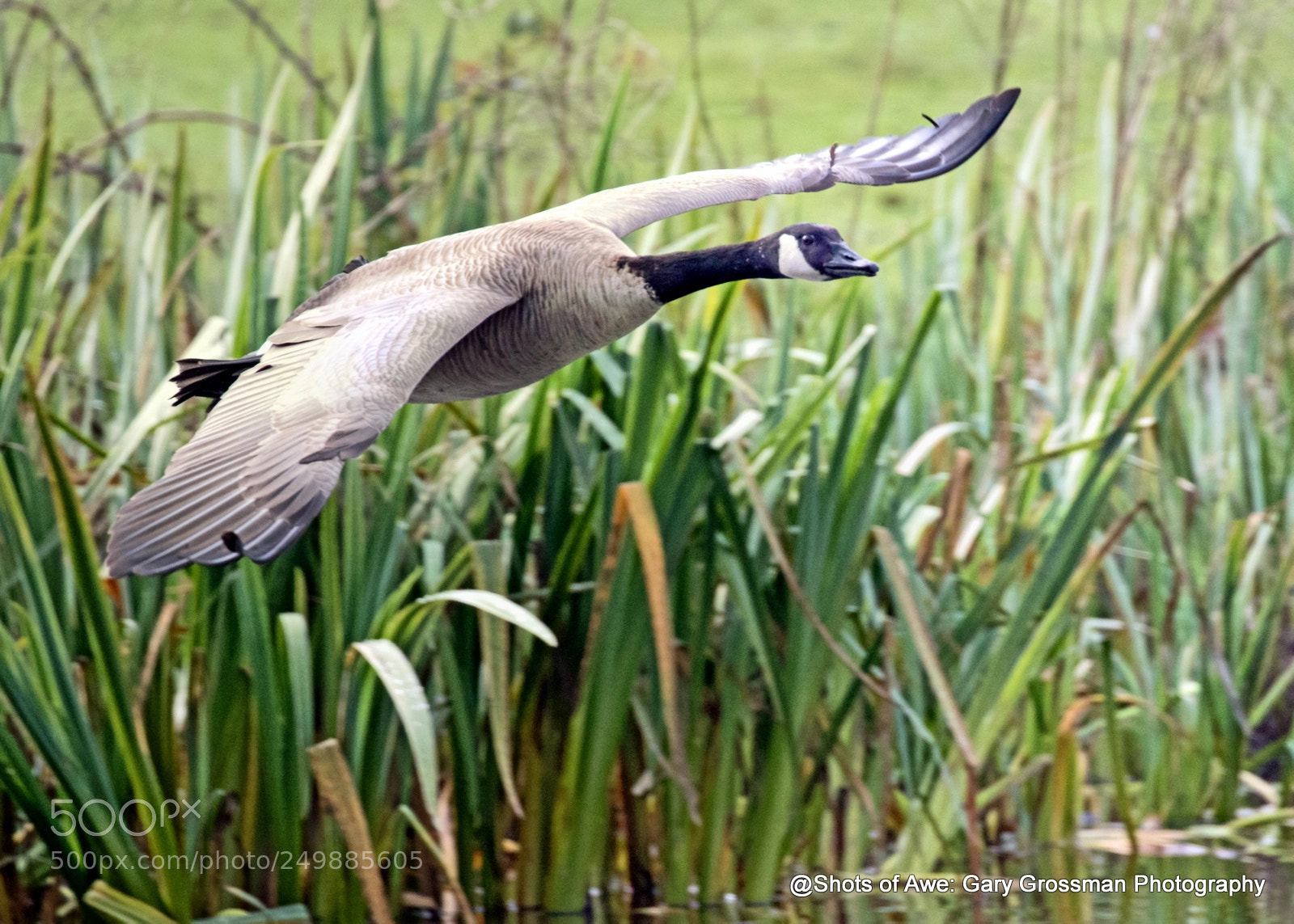 Canon EOS 7D Mark II sample photo. Goose on the wing photography